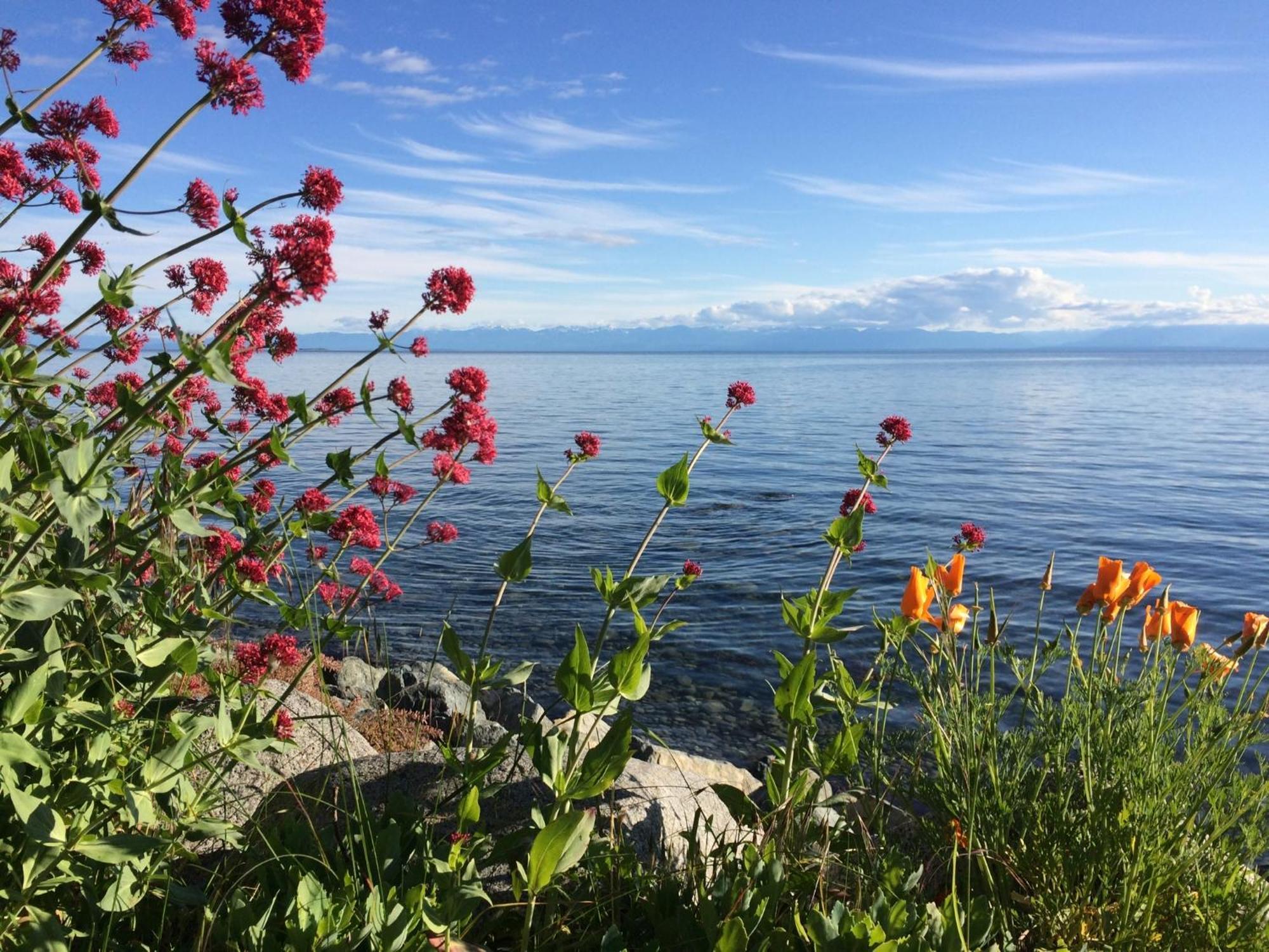 Blitz Beach House Oceanside Suite Powell River Εξωτερικό φωτογραφία